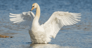 The ugly duckling was a Swan