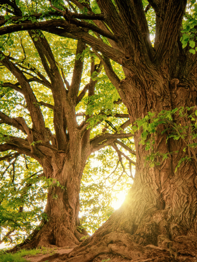 How to write a Poem On Nature