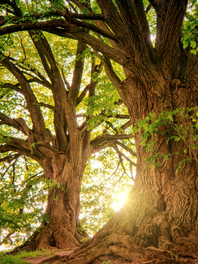 Trees Poem by Joyce Kilmer